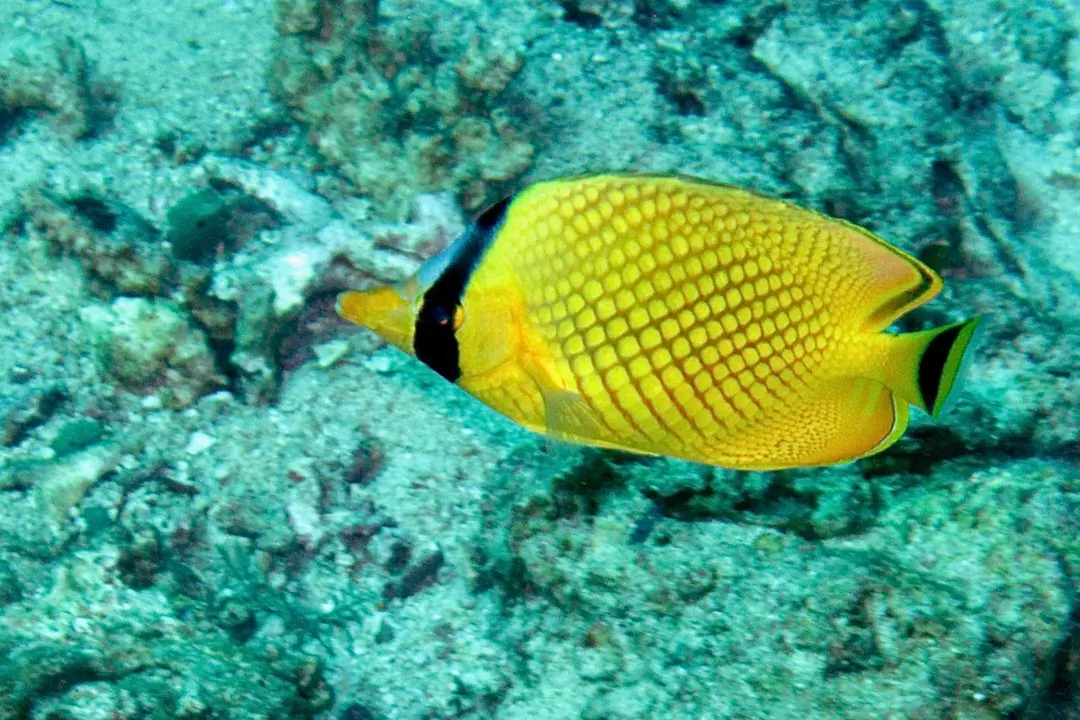Lattice Butterflyfish (Chaetodon rafflesii)