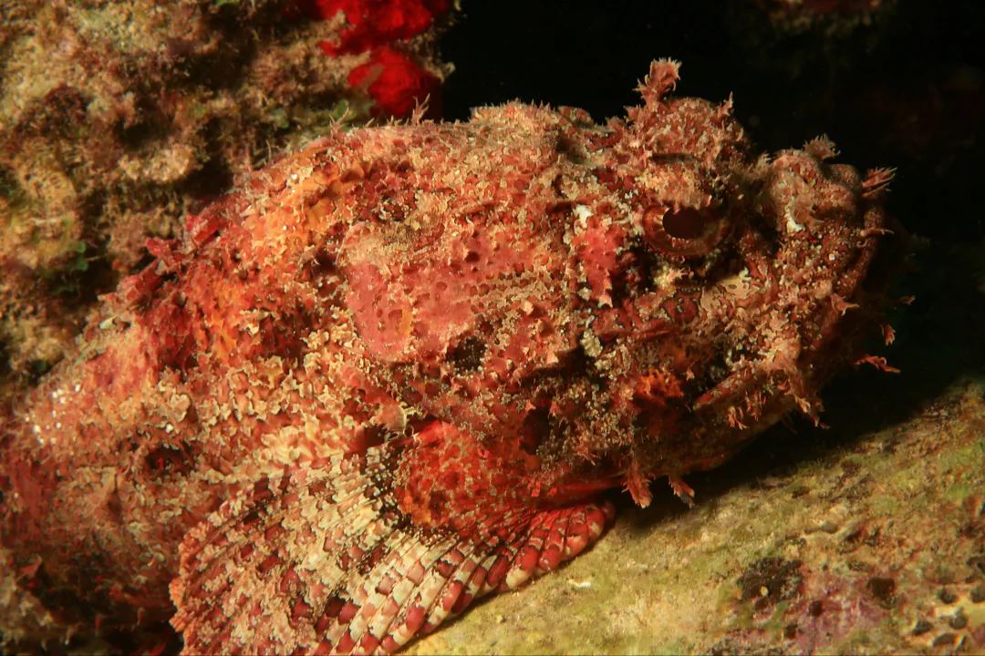 Spotted Scorpionfish (Scorpaena plumieri)