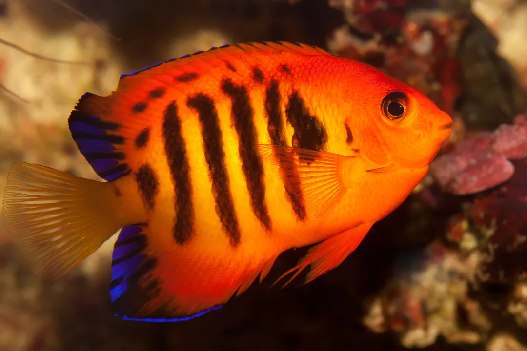 Flame Angelfish (Centropyge loriculus)
