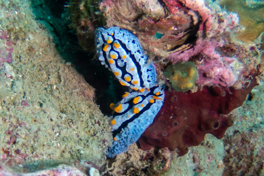 Sky Blue Phyllidia (Phyllidia coelestis)