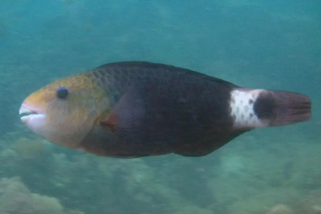 Daisy Parrotfish (female) (Chlorurus sordidus)