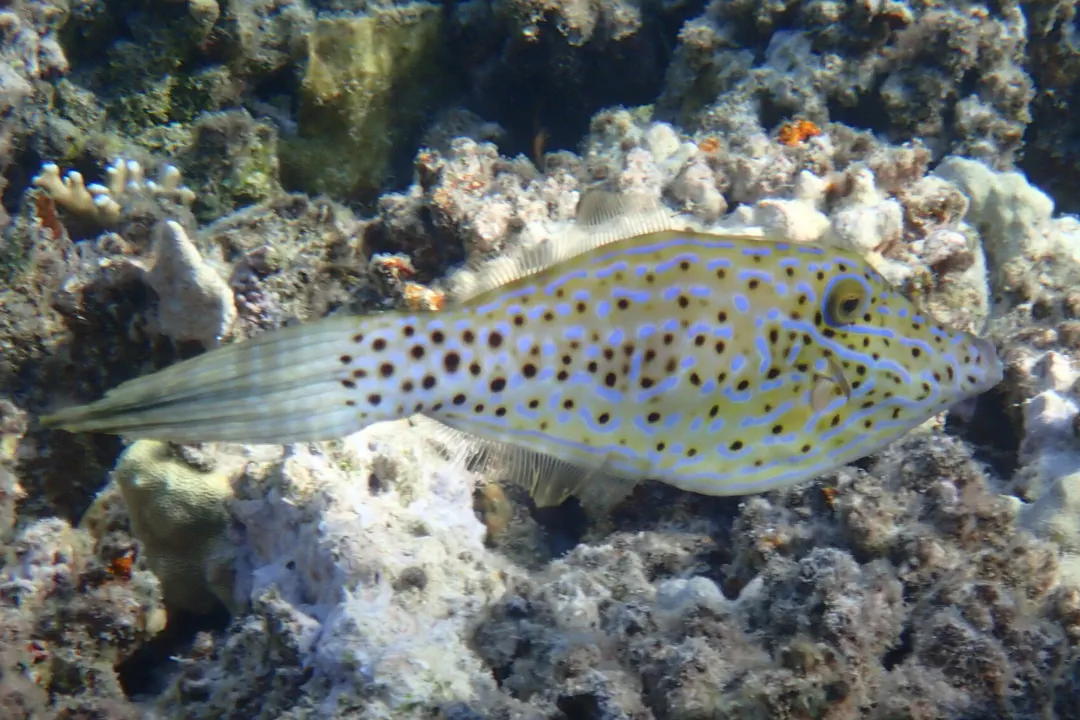 Scrawled Filefish (Aluterus scriptus)