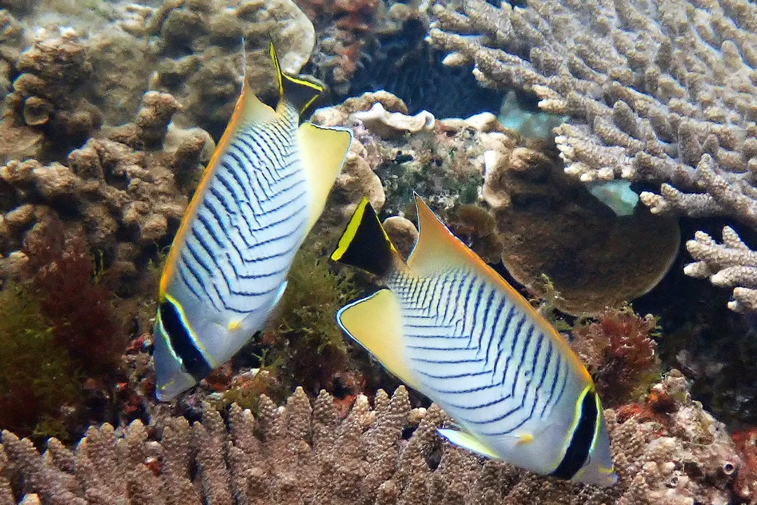 Chevron Butterflyfish (juvenile) (Chaetodon trifascialis)