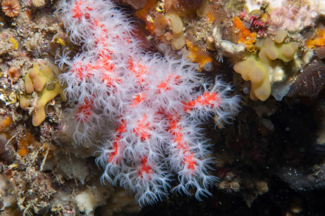 Precious coral