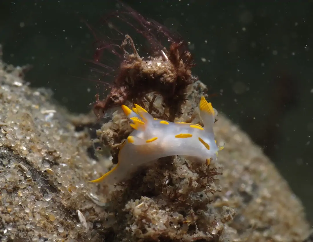 Seabook: Four-Lined Polycera