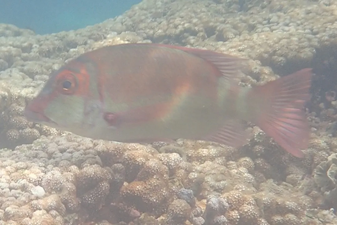 Longfin Emperor