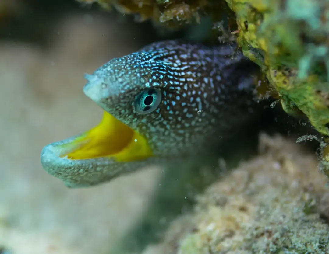 Seabook: Yellowmouth Moray