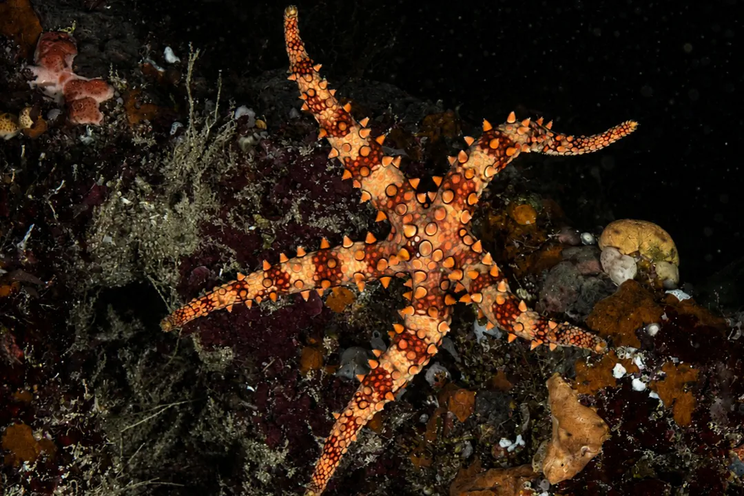 Spiny Sea Star (Gomophia egeriae)