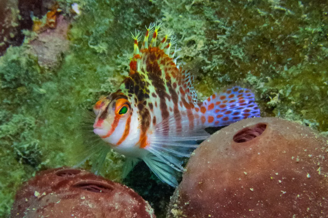 Dwarf Hawkfish