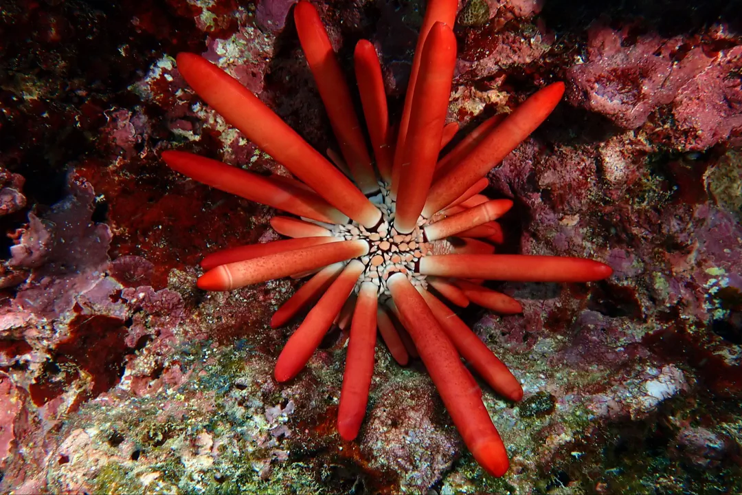 Red Pencil Urchin (Heterocentrotus mamillatus)