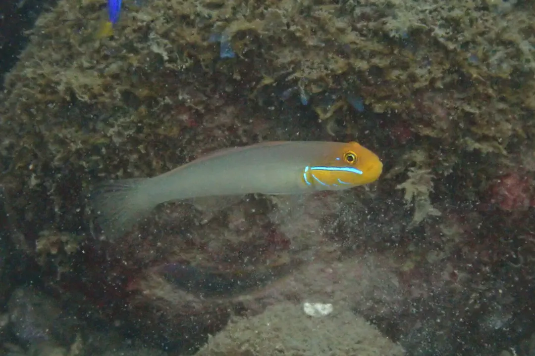 Bluestreak Goby
