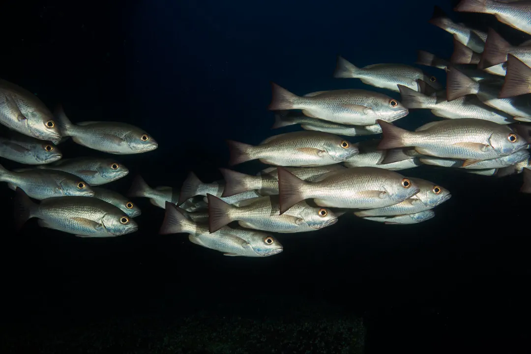 Jordan's Snapper (Lutjanus jordani)