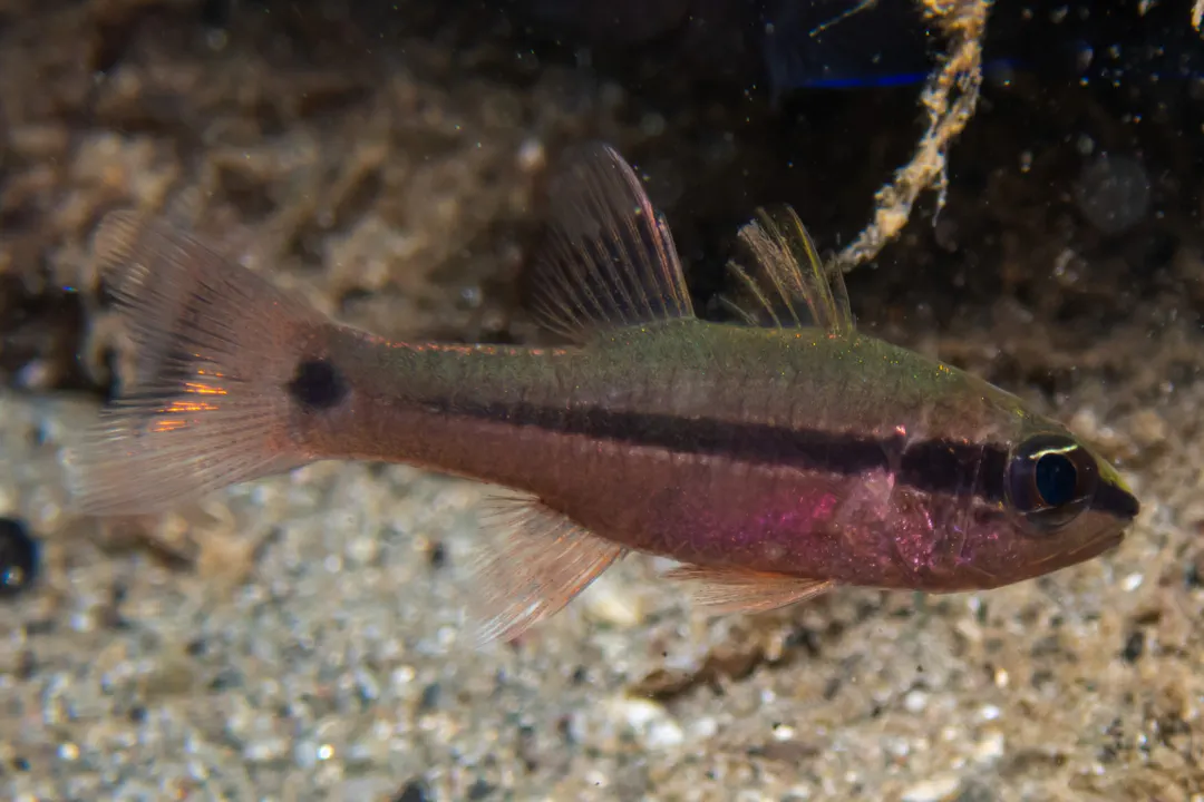 Spurcheek Cardinalfish (Pristiapogon fraenatus)