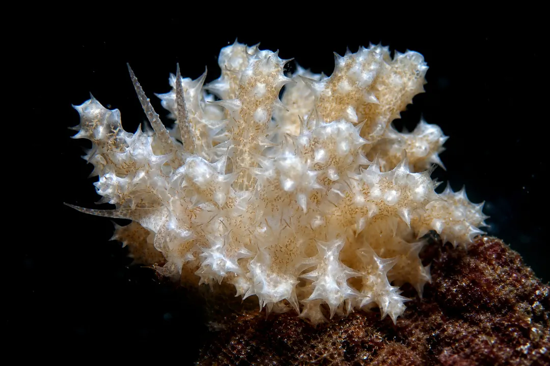 Phyllodesmium Koehleri (Phyllodesmium koehleri)
