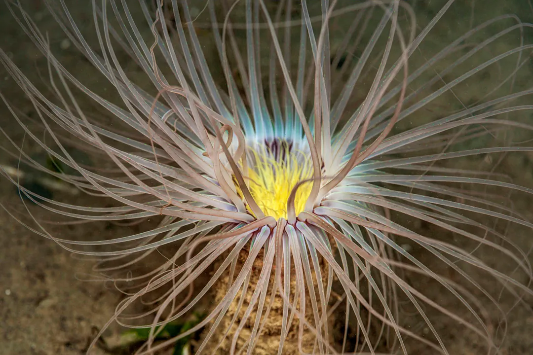 Cylinder Anemone