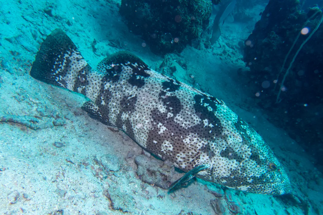 Malabar Grouper