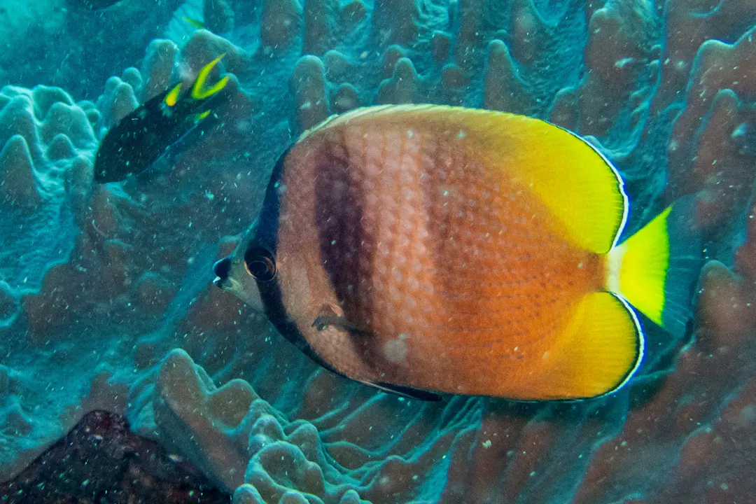 Blacklip Butterflyfish