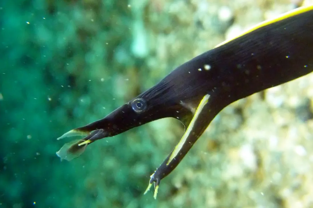 Ribbon Eel (juvenile) (Rhinomuraena quaesita)