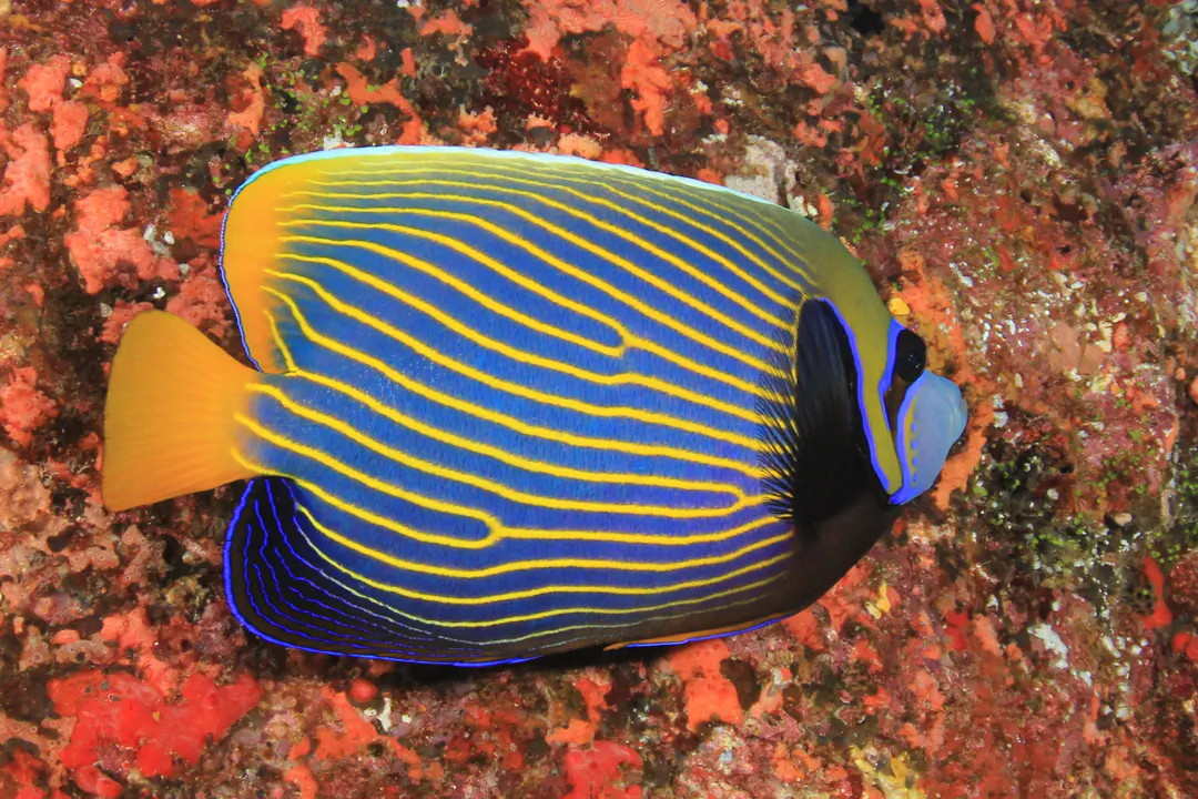 Emperor angelfish (teen) (Pomacanthus imperator)