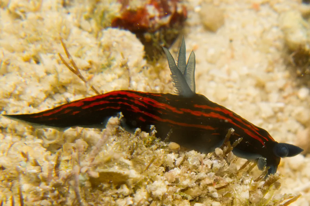 Slender Roboastra (Roboastra gracilis)