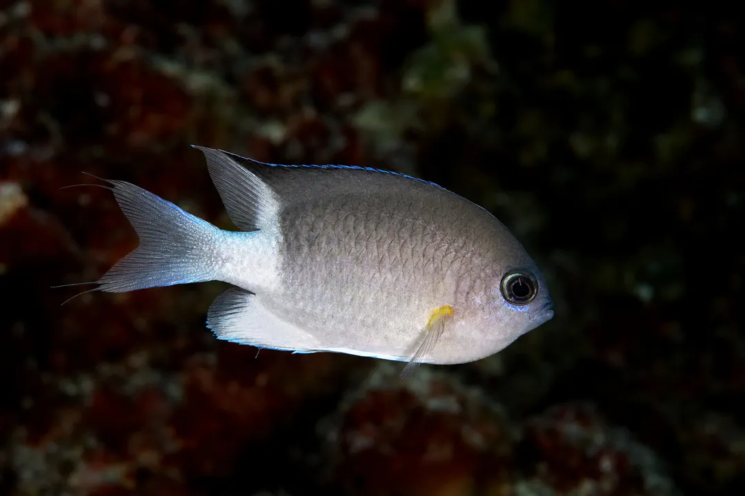 Malayan Chromis (Chromis flavipectoralis)