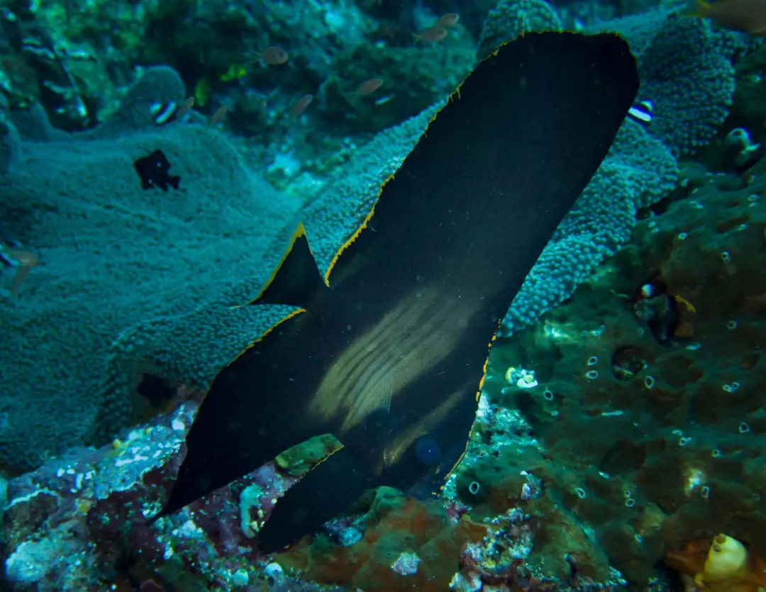 Seabook: Pinnate Batfish (teen)