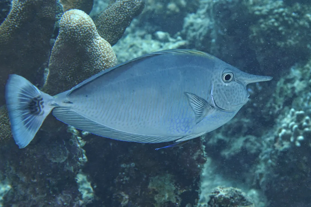 Paletail Unicornfish