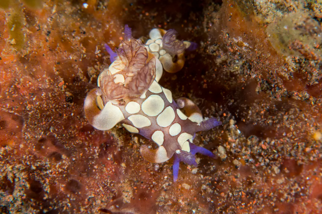 Jester Trapania Nudibranch