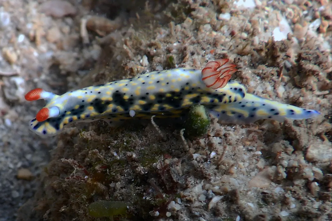 Painted Hypselodoris (pale) (Hypselodoris infucata)