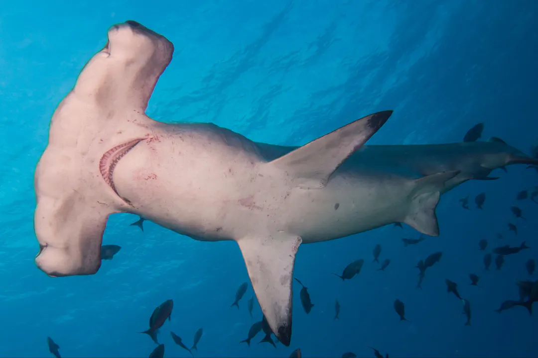 Ecuador's Underwater Realm: Diving the Galapagos and Mainland Pacific