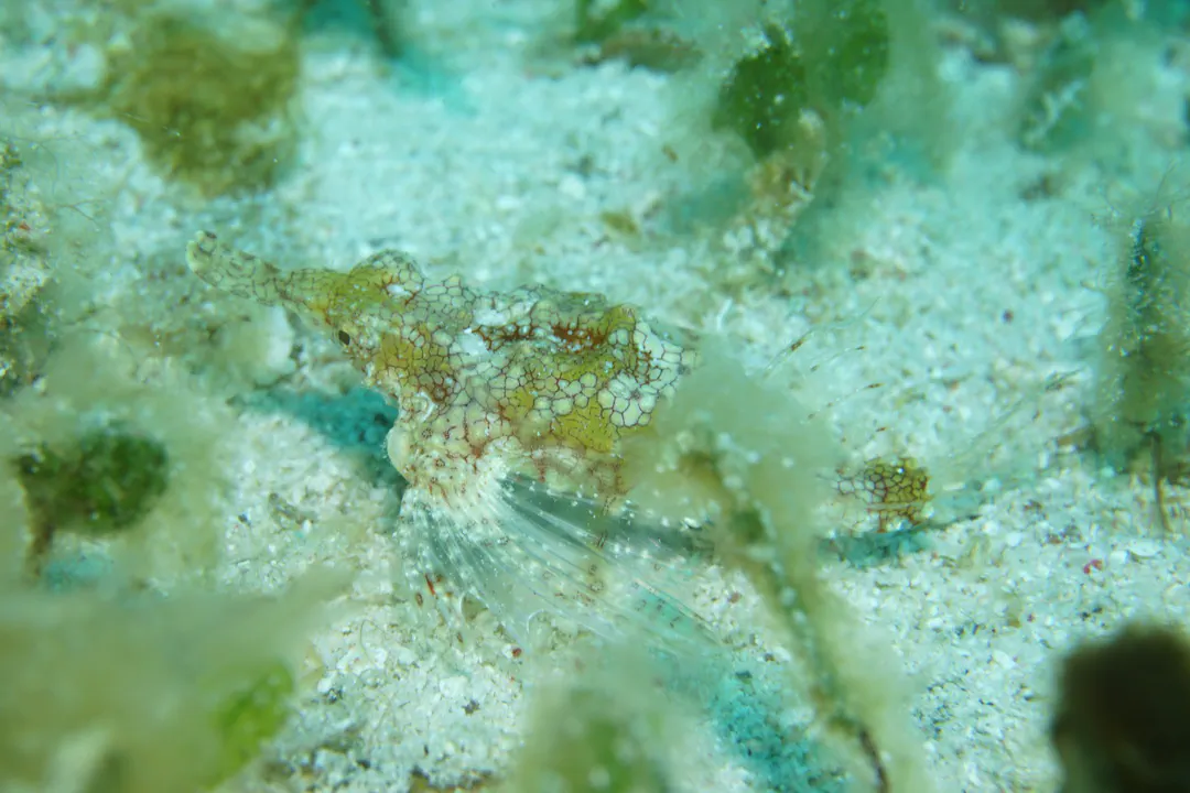 Little Dragonfish (light)