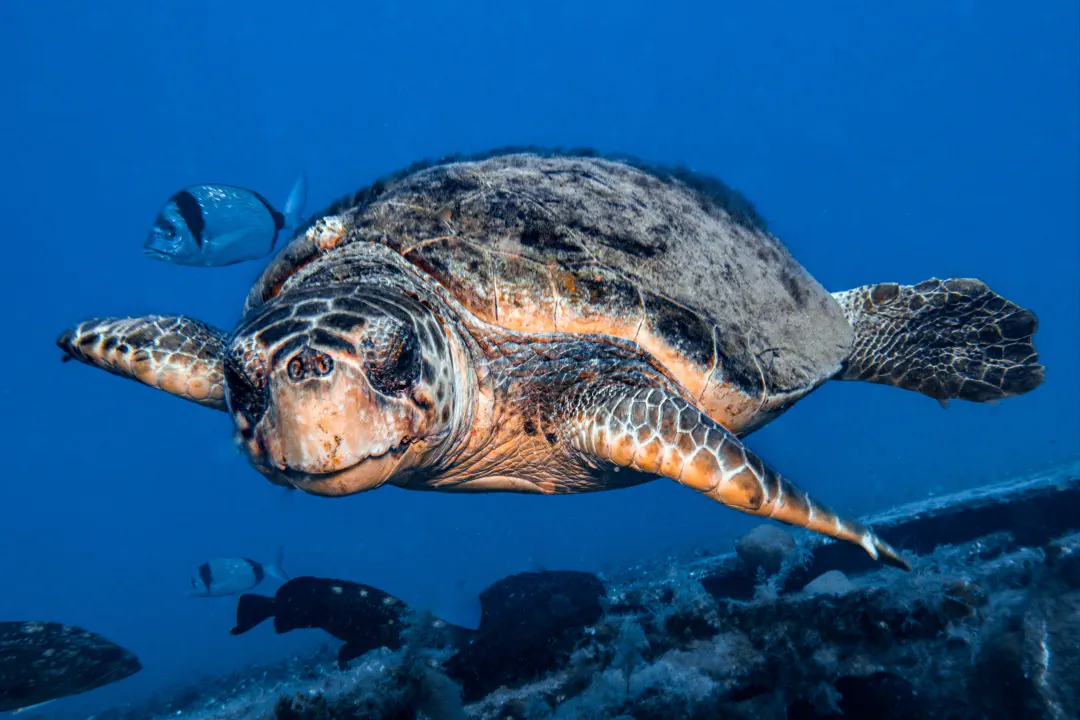 Loggerhead Sea Turtle