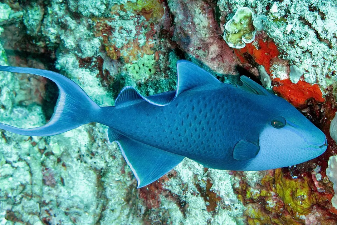 Red-toothed Triggerfish (Odonus niger)