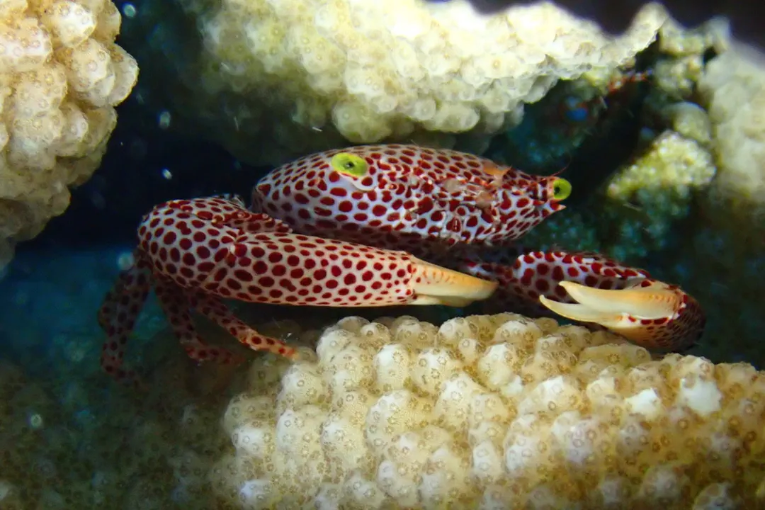 Rust-spotted Guard Crab