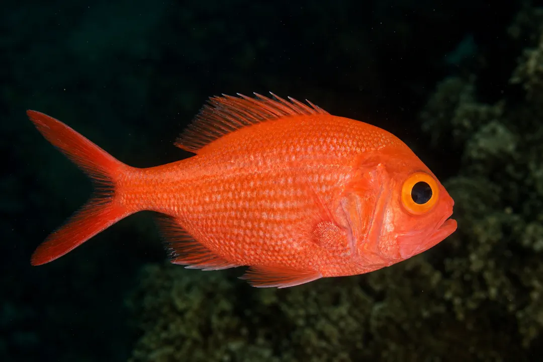 Yelloweye Redfish (Centroberyx australis)