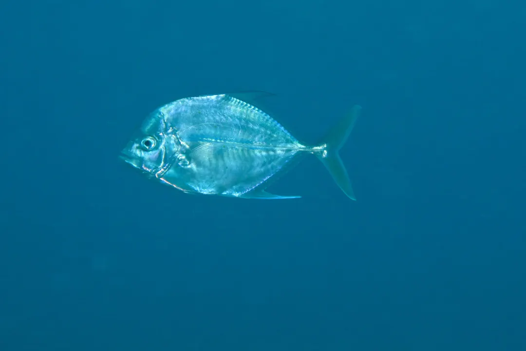 Onion Trevally (Turrum coeruleopinnatum)