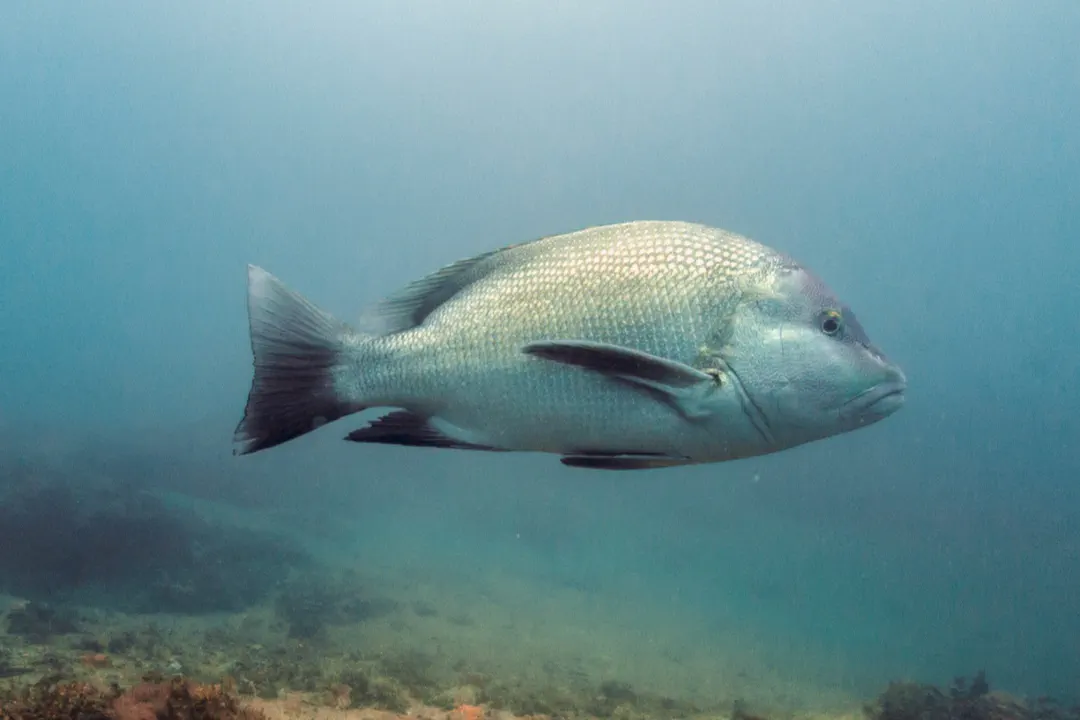 Maori Snapper (Lutjanus rivulatus)