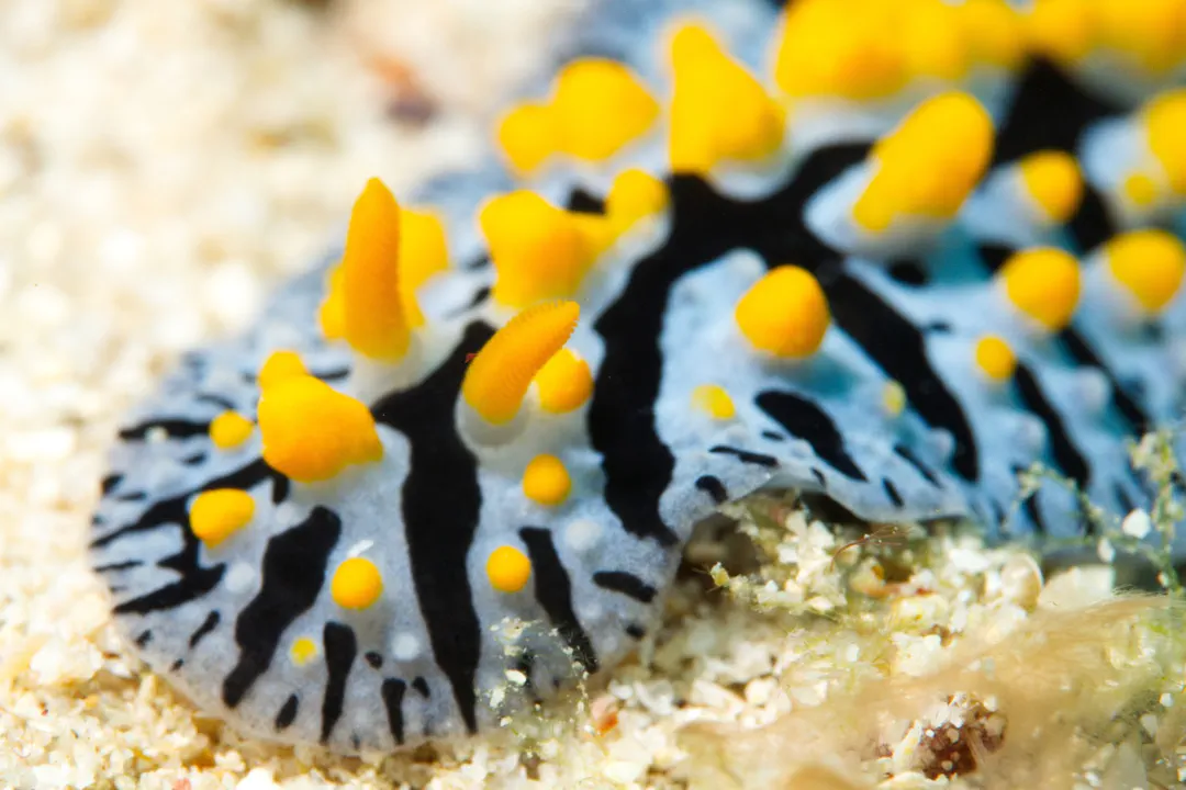 Nautical Phyllidia