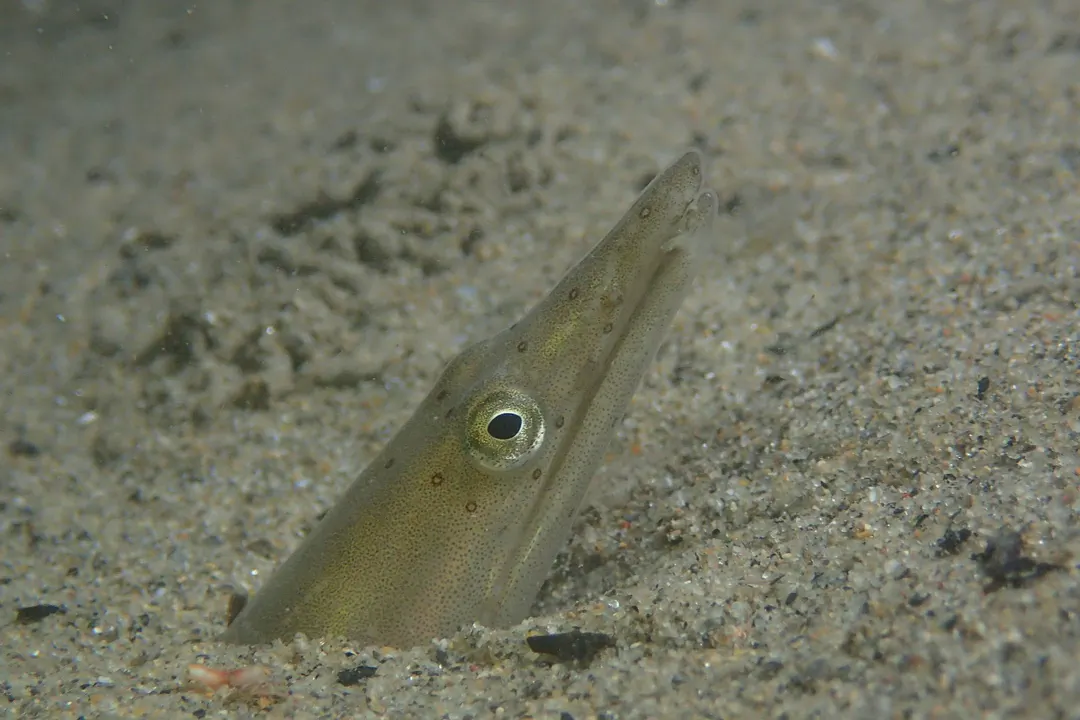 Giant Snake Eel