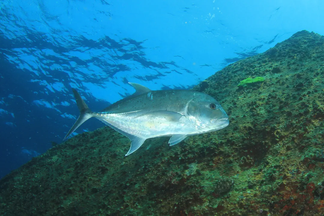 Giant Trevally (female) (Caranx ignobilis)