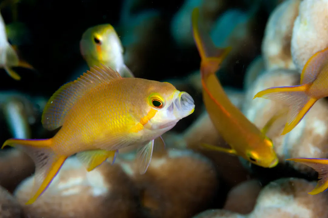 Threadfin Anthias (female) (Pseudanthias huchtii)