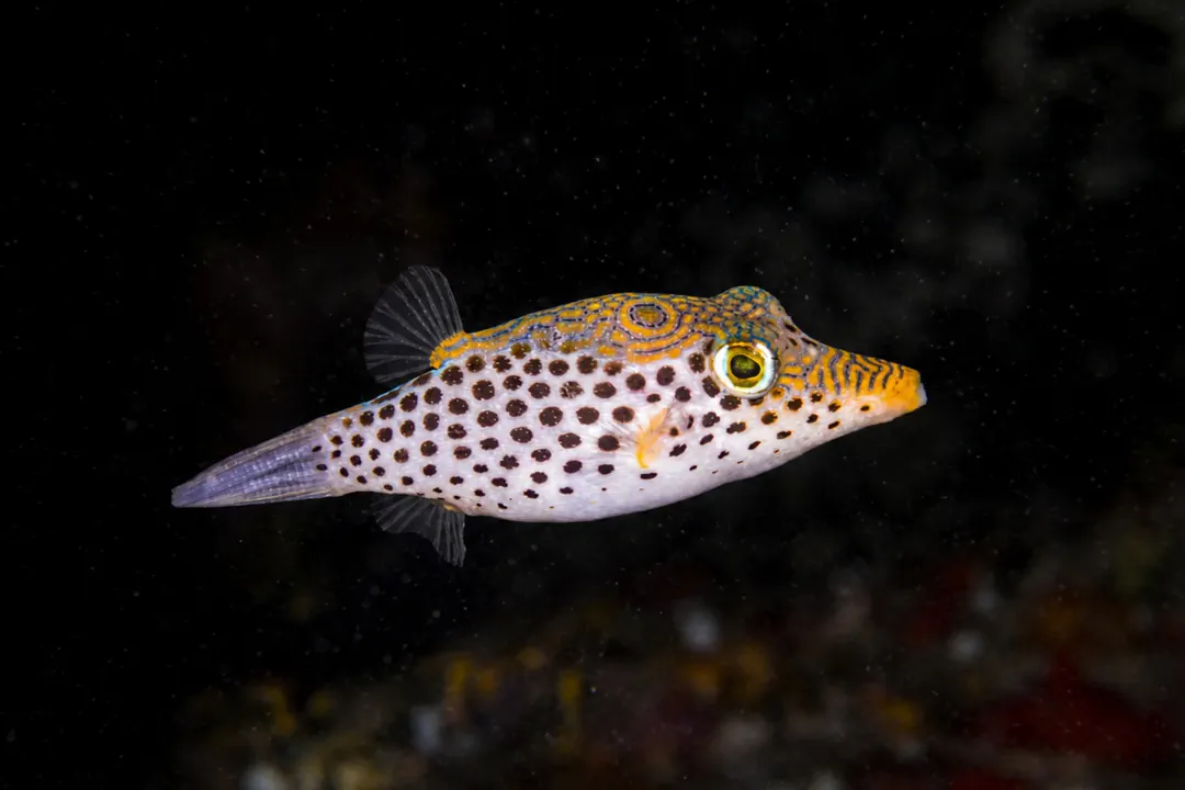 Tyler's Toby (Canthigaster tyleri)