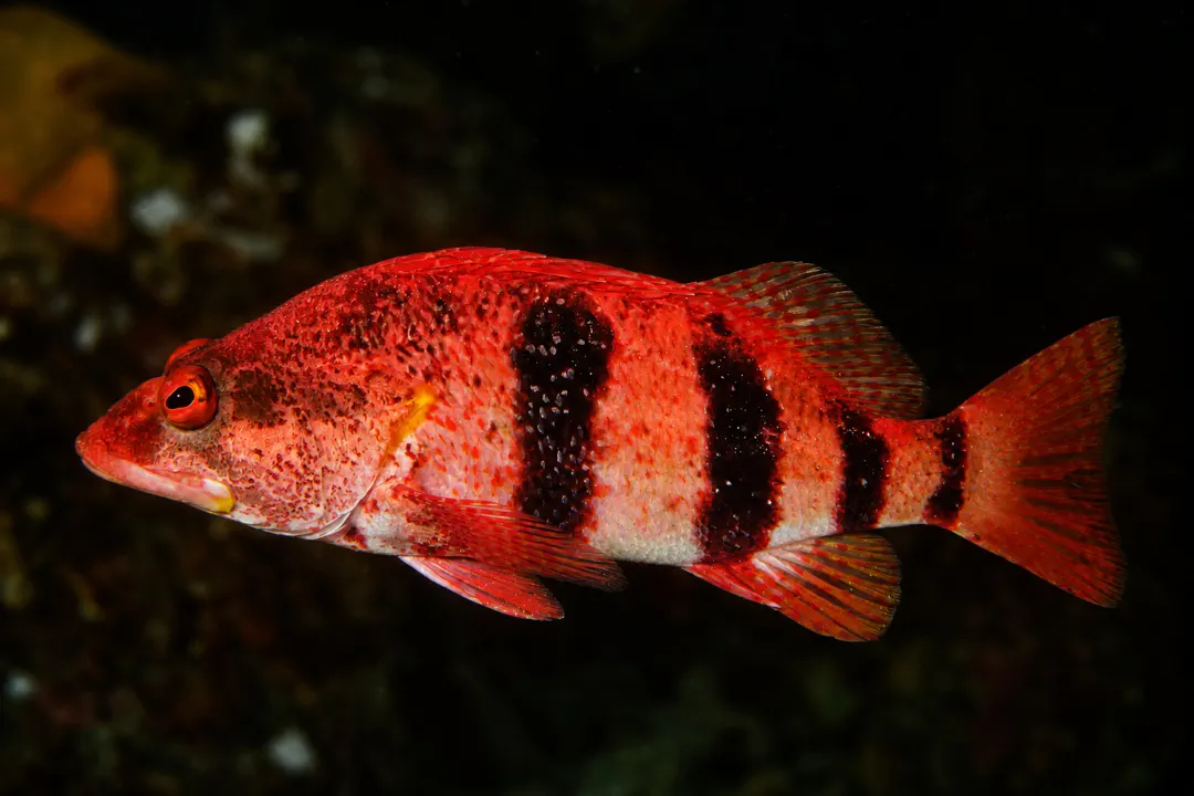 Banded Seaperch (Hypoplectrodes nigroruber)