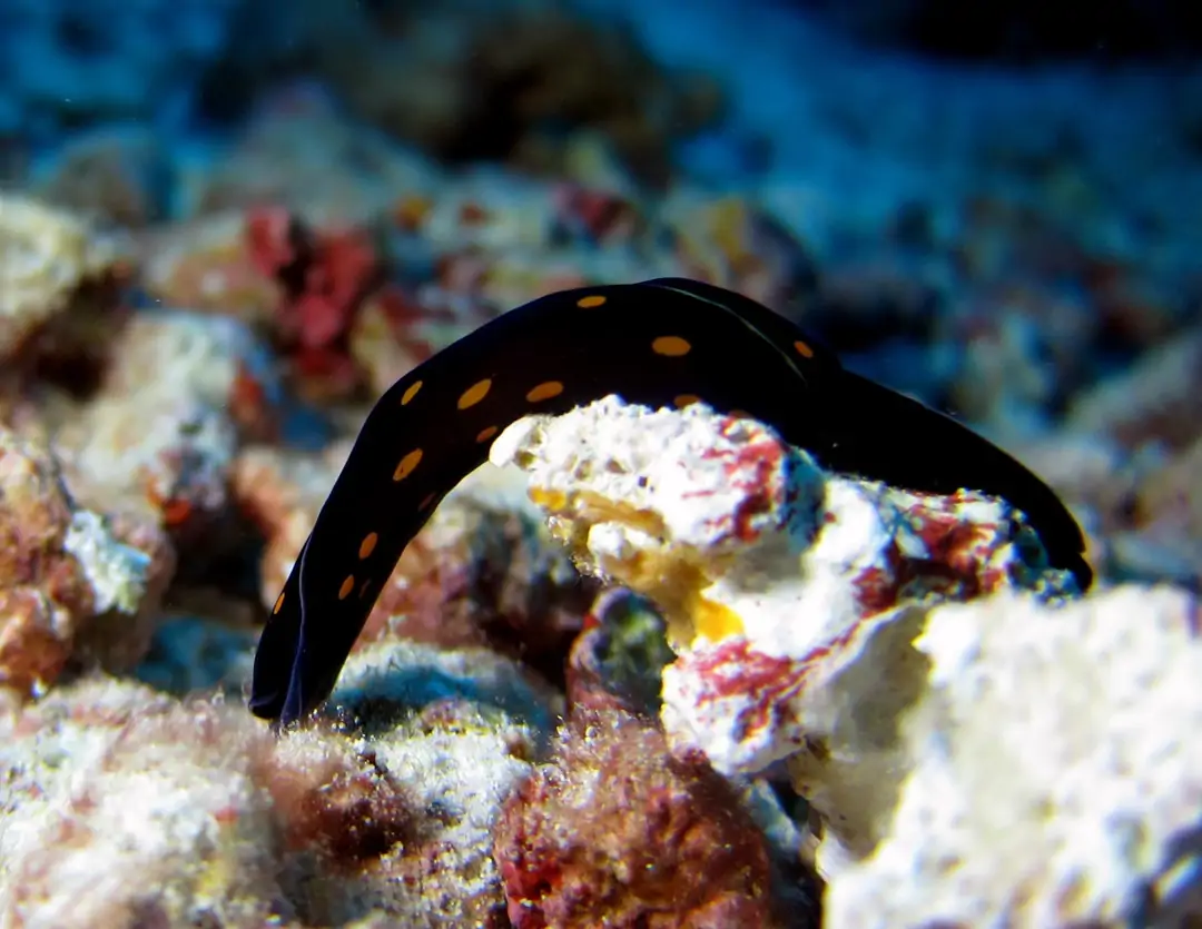 Seabook: Chelidonura punctata