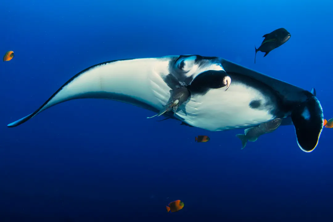 Giant Oceanic Manta Ray