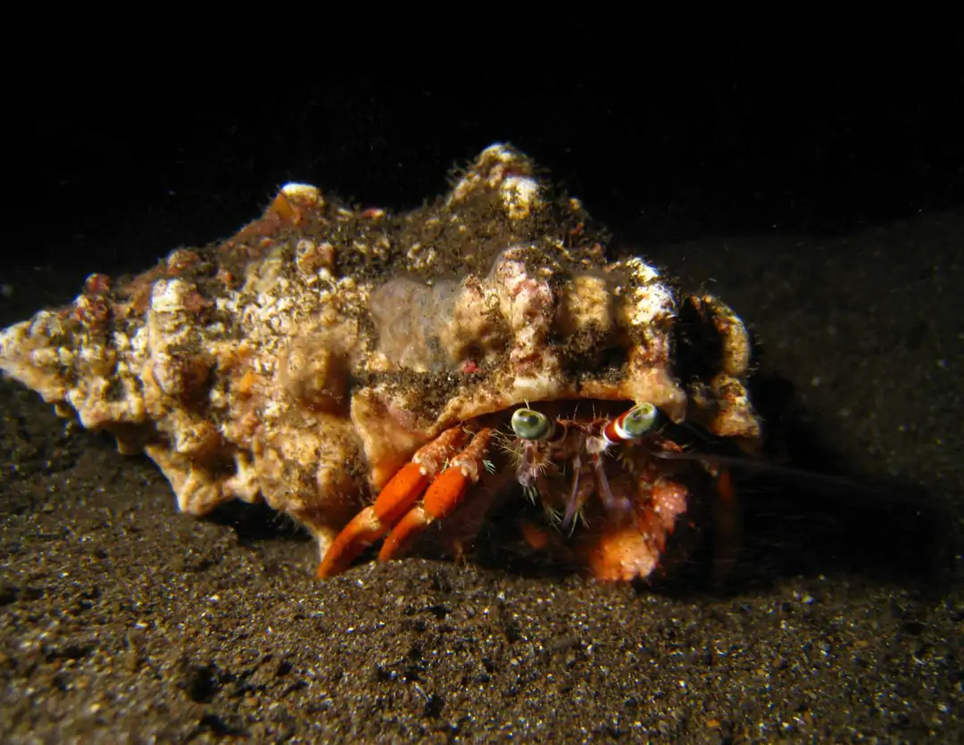 Seabook: Red Sea Anemone Hermit Crab