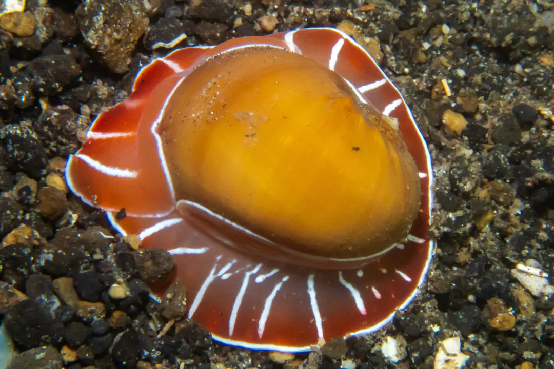 Naticarius orientalis (Naticarius orientalis)