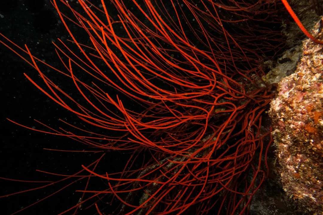 Ellisella ceratophyta (Ellisella ceratophyta)
