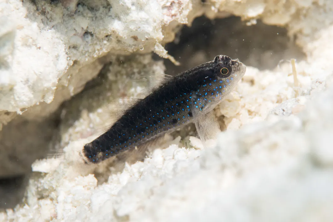 Starry Goby (Asterropteryx semipunctatus)
