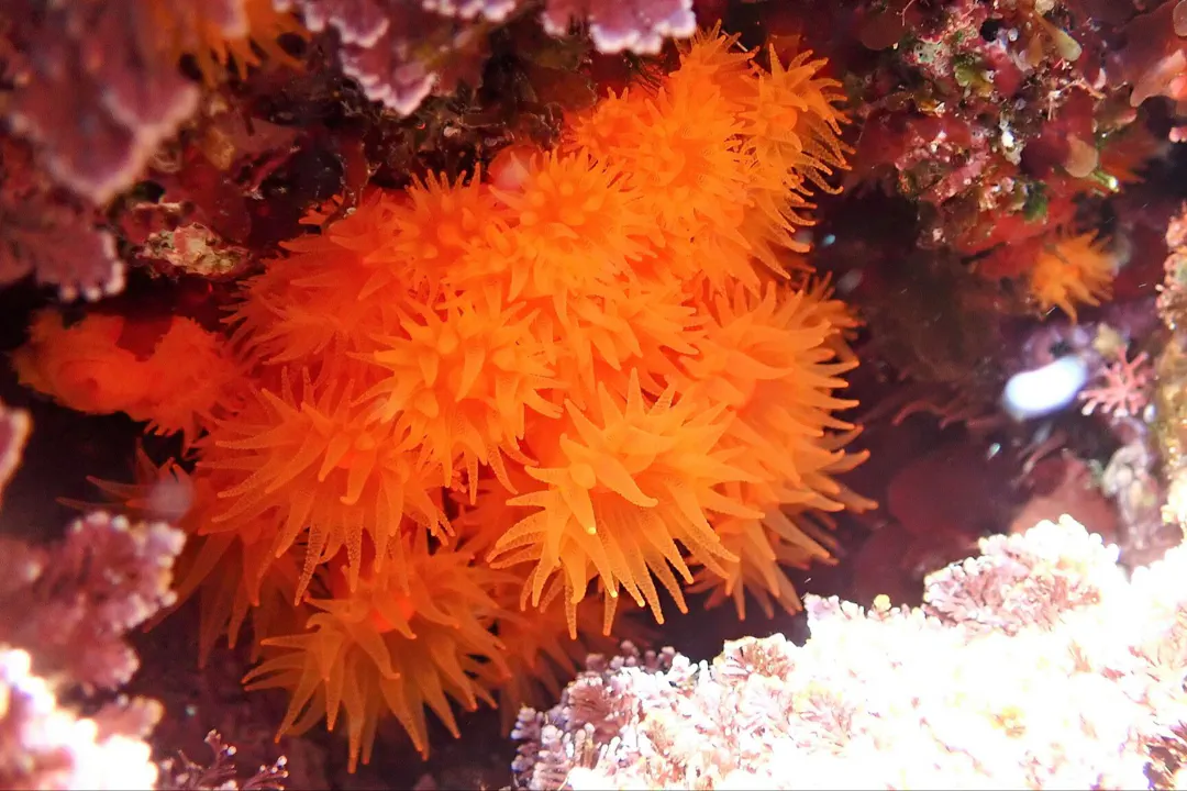 Star Coral (Astroides calycularis)